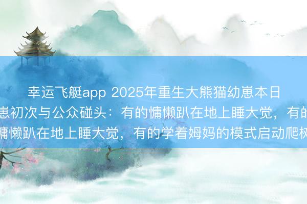 幸运飞艇app 2025年重生大熊猫幼崽本日集体亮相，共有30只幼崽初次与公众碰头：有的慵懒趴在地上睡大觉，有的学着姆妈的模式启动爬树